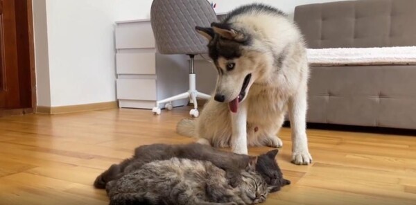 출처 : Reddit / 고양이 2마리가 거실에서 누워있다. 강아지 한마리가 나가와 같이 놀기를 원하는듯 툭툭 건드려보지만 일어날 생각이 없어보인다