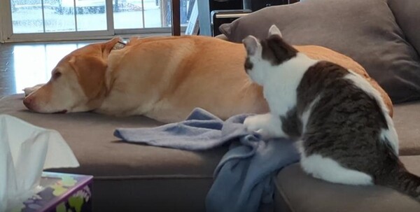 출처 : Reddit / 소파위에 강아지가 엎드려 있다 그옆에는 고양이가 수건에 꾹꾹이를 하고있다