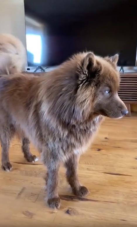 출처 : Reddit / 거실에 아름다운 짙은 갈색빛깔 털을 가진 강아지가 서있다 카메라를 향해 천천히 오더니 주인이 내민 빗에 슬금슬금 물러선다