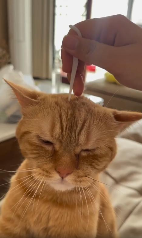 출처 : Reddit / 주인이 고양이 머리위의 작은 막대로 머리를 살살 돌리며 긁어준다 고양이는 만족스러운지 머리 같이 천천히 돌아간다