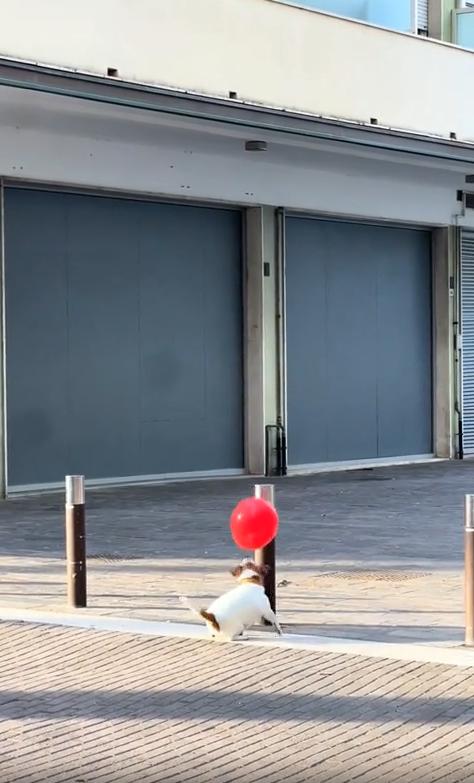 출처 : Reddit / 거리에서 강아지가 풍선을 띄우며 놀고있다