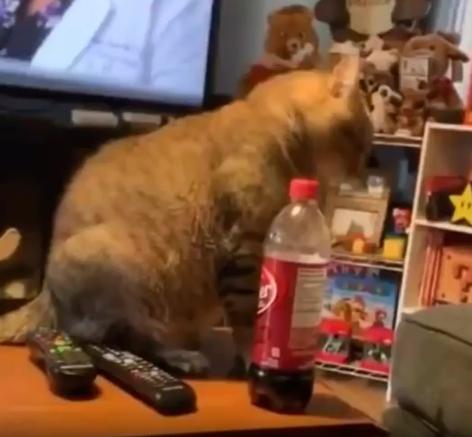 출처 : Reddit / 고양이앞에는 콜라페트병이 놓여져있다 고양이가 순간 페트병을 쳐서 테이블에서 떨어뜨리자 주인은 그걸 다시 올려놓는다 고양이는 다시 올려진 페트병을 보더니 주인을 주시한다, 잠시뒤 다시 페트병을 쳐서 떨어트린다