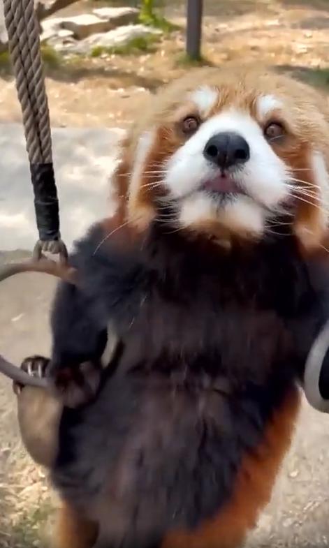 출처 : Reddit / 체조링을 에 메달려 올랐다 내려갔다 하는 레서펜더