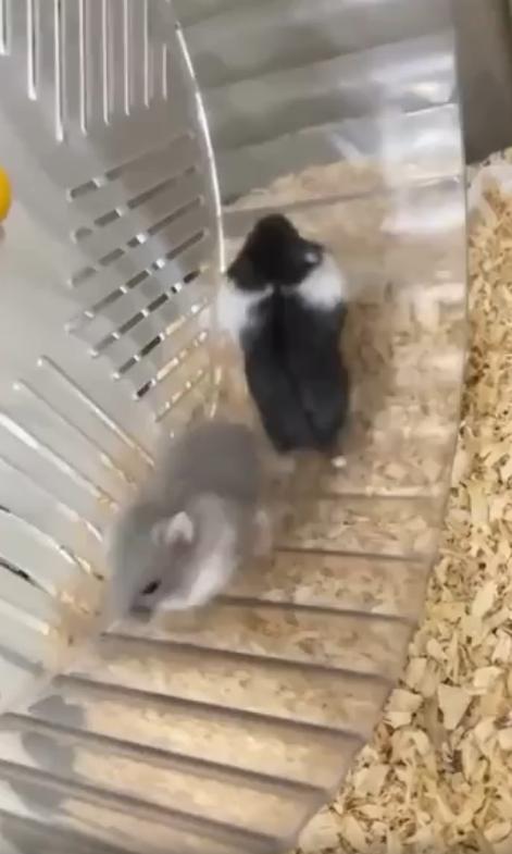 출처 : Reddit / 햄스터 두마리가 챗바퀴에서 달리고 있다 하지만 서로 반대방향을 바라보고 달리고있어서 챗바퀴는 돌아가지 않는다