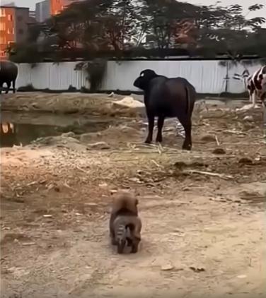 출처 : Reddit / 검은 소를 보던 작은 강아지가 잠시 뒤로 물러나더니 소처럼 돌진을 하려는지뒷발을 뒤로차 준비자세를 취한다