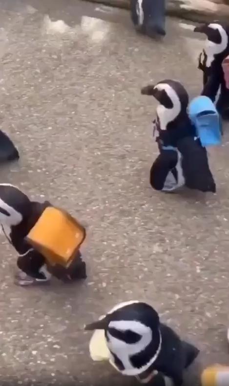 출처 : Reddit / 거리에 펭귄들이 등에 가방을 메고 소풍을 간다