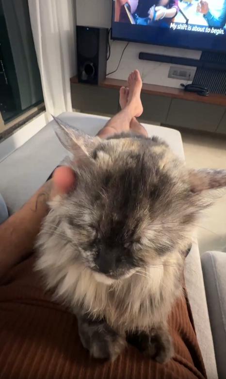 출처 : Reddit / 주인의 배위에서 식빵 자세로 있는 고양이 주인이 고양이를 천천히 쓰다듬어 준다