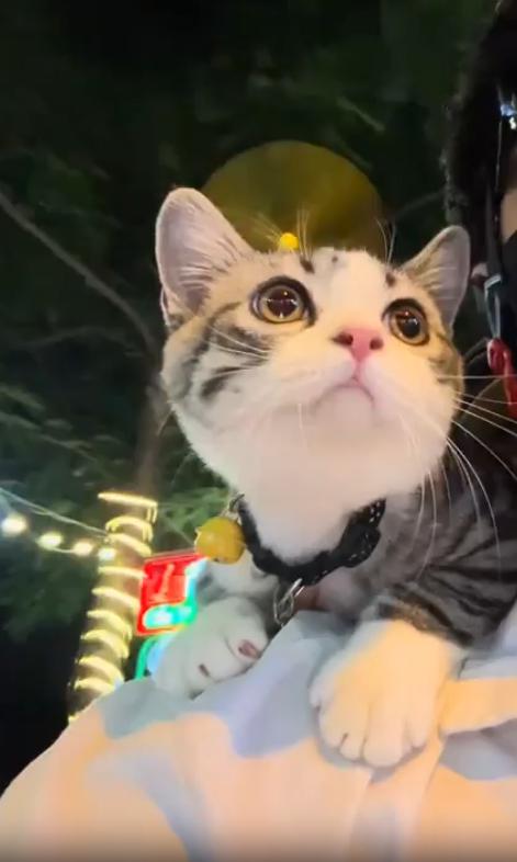 출처 : Reddit / 달리는 오토바이 뒤에탄 사람이 고양이를 살짝 들고있다 고양이는 마치 자기가 달리고있는것처럼 4발을 휘적거린다