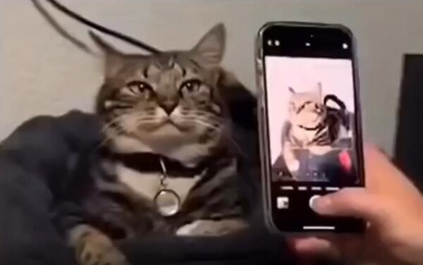 출처 : Reddit / 방석위에 있는 고양이. 주인에 핸드폰 카메라를 이용해 사진을 찍으려고 하자 자세를 고쳐잡는다