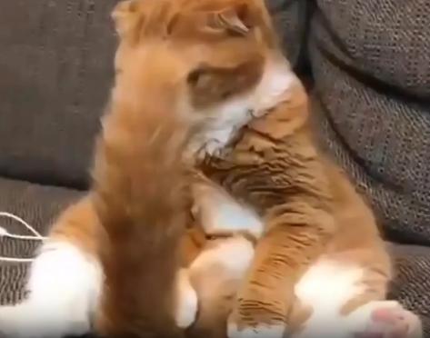 출처 : Reddit / 소파에 등을 기대고 편한자세로 앉아있는 고양이. 고양이 앞에는 그의 꼬리가 1자로 서있다