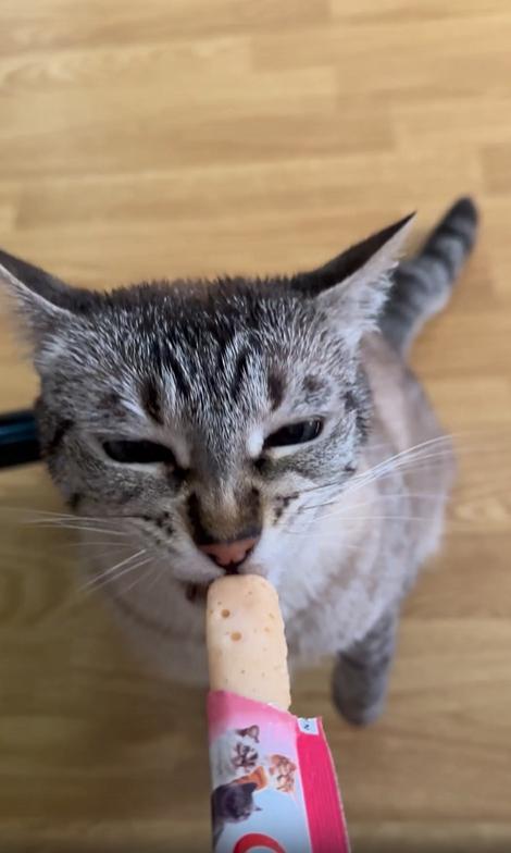 출처 : Reddit / 주인이 얼링 츄르를 고양이에게 주고 고양이는 핥아먹고있다