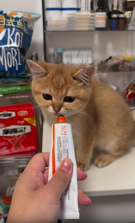 출처 : Reddit / 주인이 튜브형에 들어있는 먹이를 살짝 나와있는 상태로 고양이에게 들이민다 고양이는 먹기싫은듯 연신 고개를 젓는다