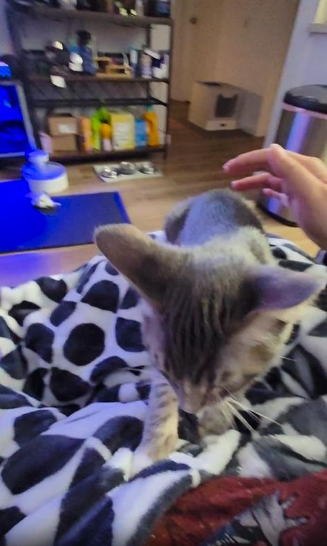 출처 : Reddit / 이불위에서 꾹꾹이를 하는 고양이