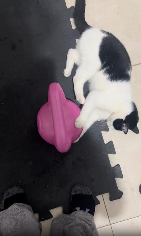 출처 : Reddit / 케틀벨 옆에있는 고양이가 케틀벨을 들고 운동을 하려는 주인을 공격한다