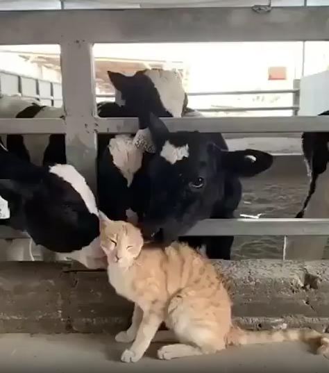 출처 : Reddit / 소 사육장안 고양이 한마리가 소 두마리에게서 그루밍을 받고있다