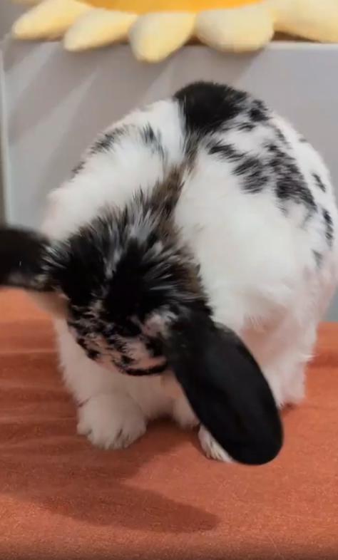 출처 : Reddit / 토끼가 자기전 자기몸을 청소하고있다