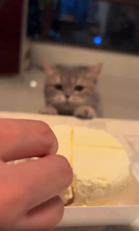 출처 : Reddit / 새끼 고양이가 테이블위의 치즈케이크를 앞발로 찍어 핥아먹는다