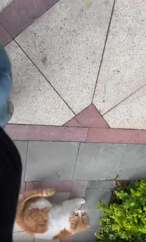 출처 : Reddit / 인도를 걸어가는 남성 옆에 고양이가 빠른걸음으로 다가와 남성앞에 엎드리더니 몸을 뒤집는다 남성이 고양이를 무시하고 지나쳐 걸어가자 다시 빠른걸음으로 다가와 남성앞에 눕는다