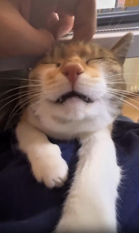 출처 : Reddit / 테이블에 노트북을 놓고 일을 하고있는 주인 테이블 아래 주인무릎위에 고양이가 고개를 내민채 그르릉 거린다