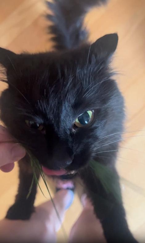 출처 : Reddit / 주인이 들고있는 풀을 두발로서서 뜯어먹고있는 고양이