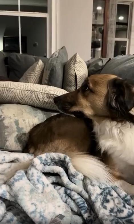 출처 : Reddit / 주인이 소파에 이불을 덮고 누우려 하자 옆에서 지켜 보던 강아지가 주인의 품으로 달려든다
