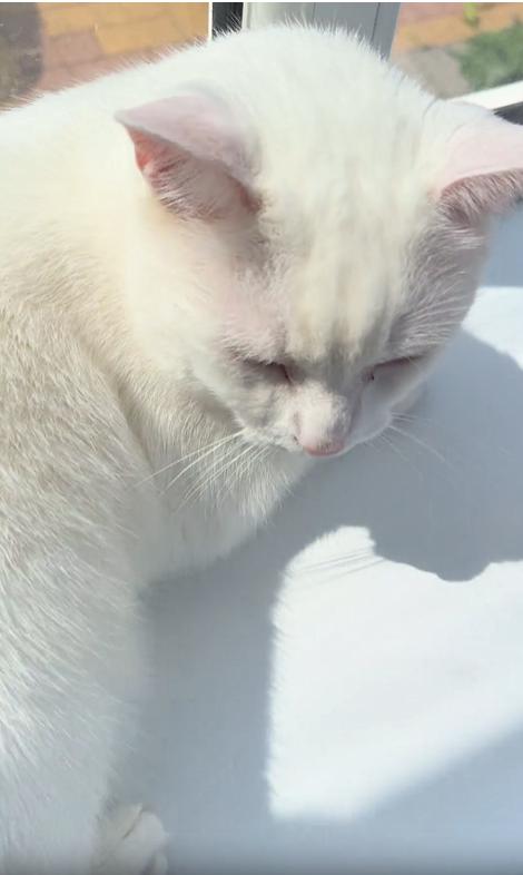 출처 : Reddit / 창문가에 엎드려있는 하얀고양이를 쓰다듬어 주는 주인