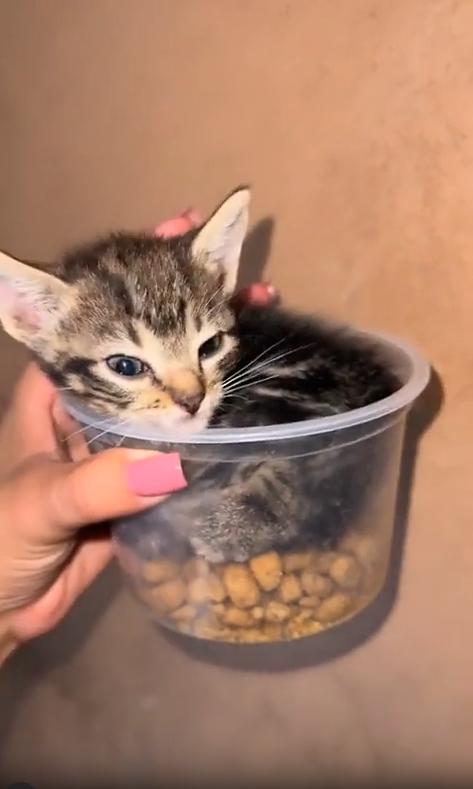 출처 : Reddit / 투명 플라스틱 컵용기 안에 사료가 약간 들어있고 그위에 새끼고양이가 몸을 웅크린채 들어가있다