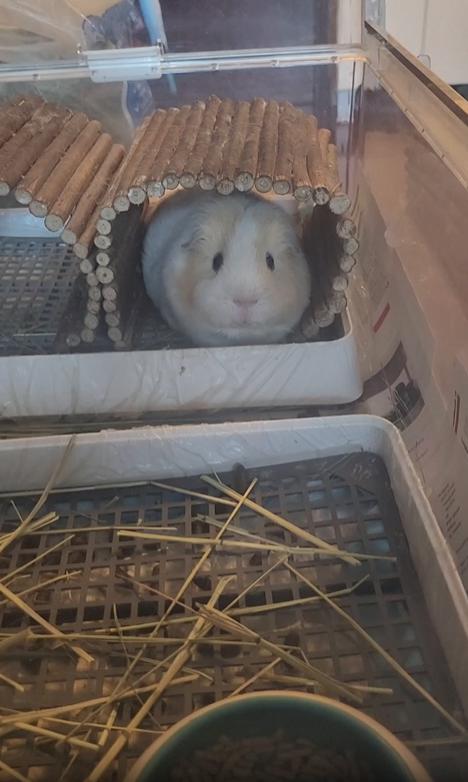 출처 : Reddit / 하품하는 기니피그