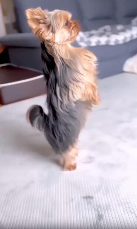 출처 : Reddit / 실내의 강아지들이 노는 가운데 한강아지가 두발로 서서 춤을 추듯 실룩거린다