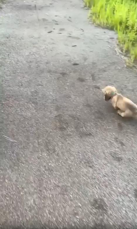 출처 : Reddit / 길을 걸어가는 남자 옆으로 빠르게 다가오는 강아지 강아지는 남자의 앞으로 빠르게 달려가 쓰러지듯 엎어진다 남자가 강아지를 그냥 지나쳐가자 다시 일어나 빠르게 달려 남자의 앞에서 쓰러진다