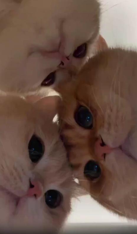 출처 : Reddit / 카메라가 바닥에서 위를 향하는 시점 고양이 3마리가 머리를 맞데고 카메라를 바라보고있다