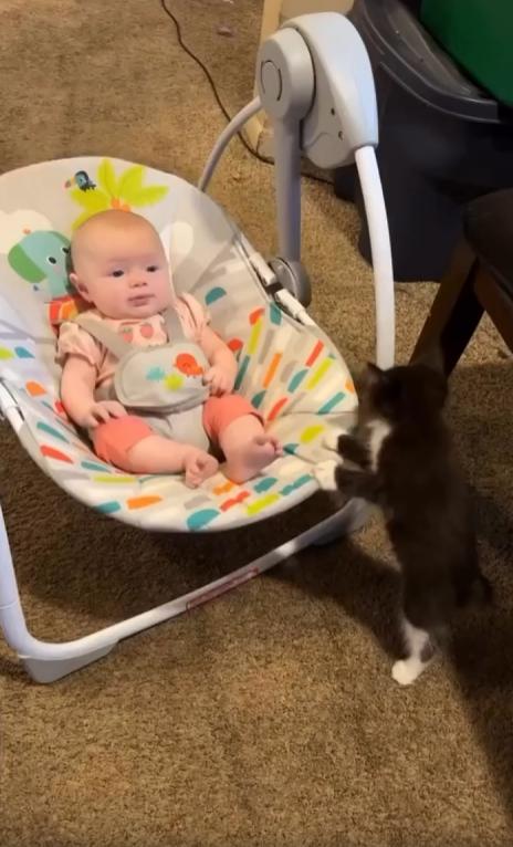 출처 : Reddit / 아기용 흔들침대에 아기가 누워있고 그흔들침대를 새끼고양이가 두발로 서서 흔들고있다