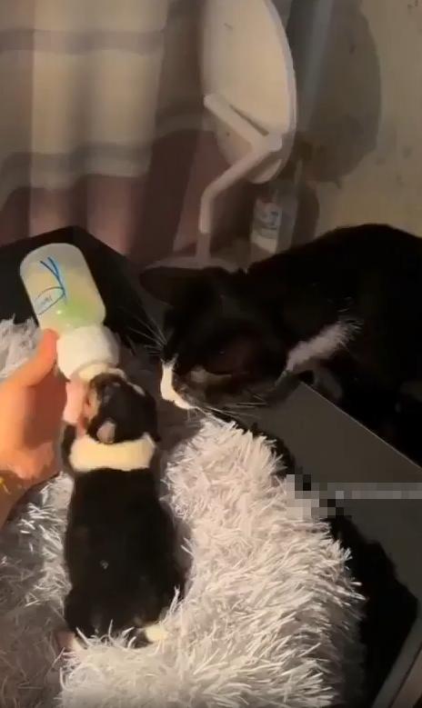 출처 : Reddit / 담요위의 새끼 강아지가 주인이 주는 젖병을 빨고있다. 그걸 옆에서 보는 고양이가 강아지를 살살 쓰다듬으려 터치한다
