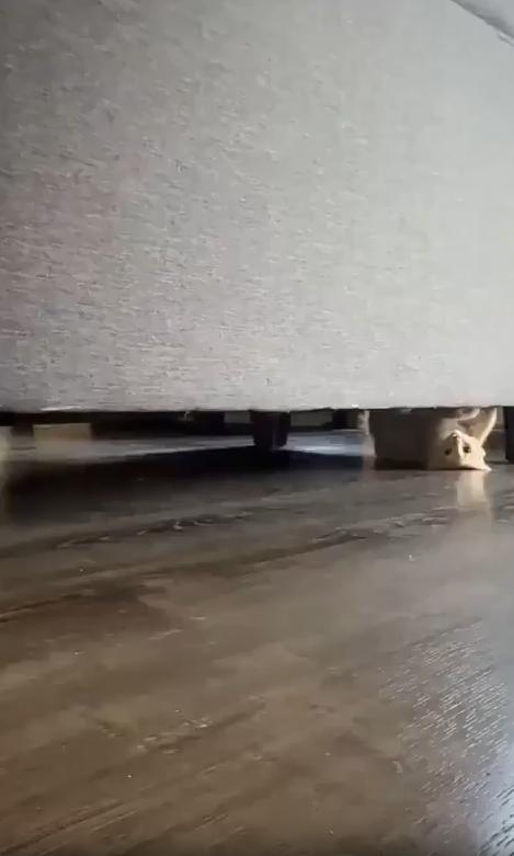 출처 : Reddit / 새끼고양이가 소파 밑 틈사이를 바닥에 등을 댄체 거꾸로 메달린 듯한 자세로 돌아다니고있다