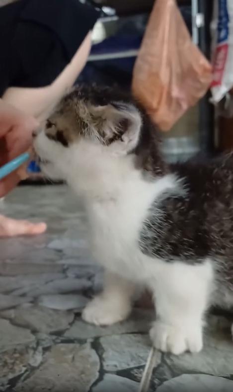 출처 : Reddit / 주인이 주는 츄를 받아먹는 새끼 고양이