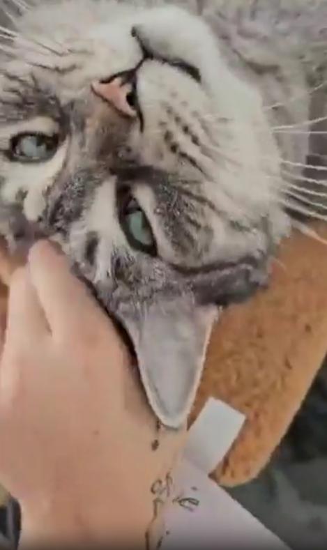 출처 : Reddit / 보호소에 있는 회색빛깔의 고양이 사람이 쓰다듬어 주자 좋아하는거같다