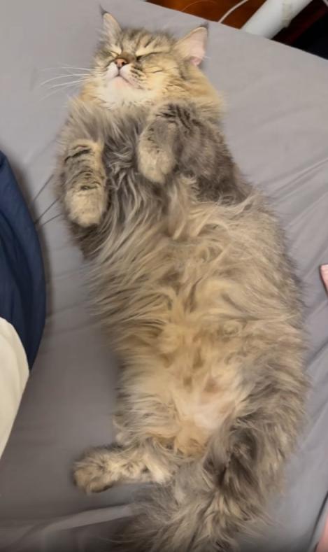 출처 : Reddit / 방안 고양이 3마리가 여기저거 누워 자고있다 그런데 자는 모습이 전부다 비슷하다