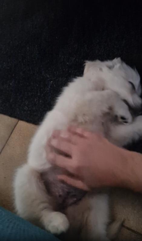 출처 : Reddit / 바닥에 등을 대고 누워자는 새끼 강아지 주인이 배를 살살 쓰다듬어주자 기분이 좋은듯 들고 있는 뒷발 하나를 까딱까딱거린다