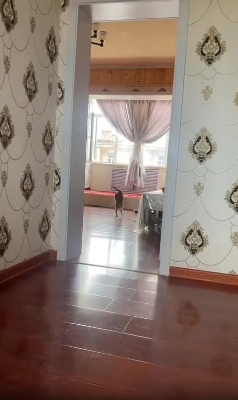 출처 : Reddit / 거실의 고양이 한마리가 물구나무 서기를 하듯 뒷발을 번쩍 들어올린채 앞발로만 걸어다닌다