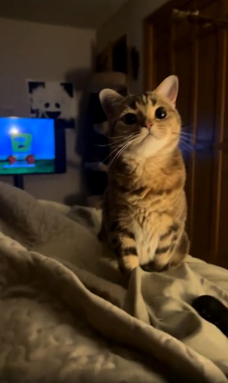 출처 : Reddit / 약간 어두운 방안 침대위의 고양이에게 주인이 고양이용 박하스틱을 주자 고양이가 씹어먹는다