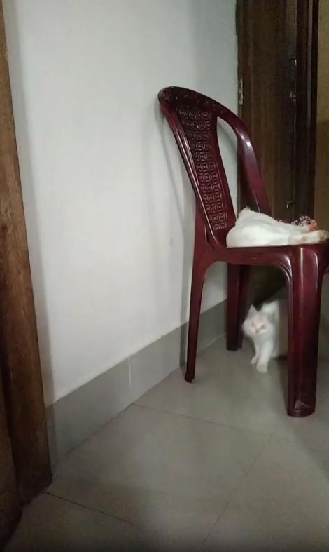 출처 : Reddit / 의자위에서 누워 휴식을 취하는 고양이가 있고 의자밑에서 다른 고양이가 위의 고양이가 의자옆으로 내려온 꼬리를 가지고 장난을 시작한다