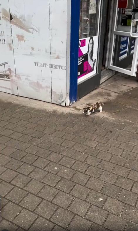 출처 : Reddit / 가게앞 새끼고양이가 비둘기를 향해 달려 들며 점프를 하지만 점프는 높지않았고 비둘기는 날아가 버린다 다른 비둘기에게도 달려들어보지만 결과는 같았다